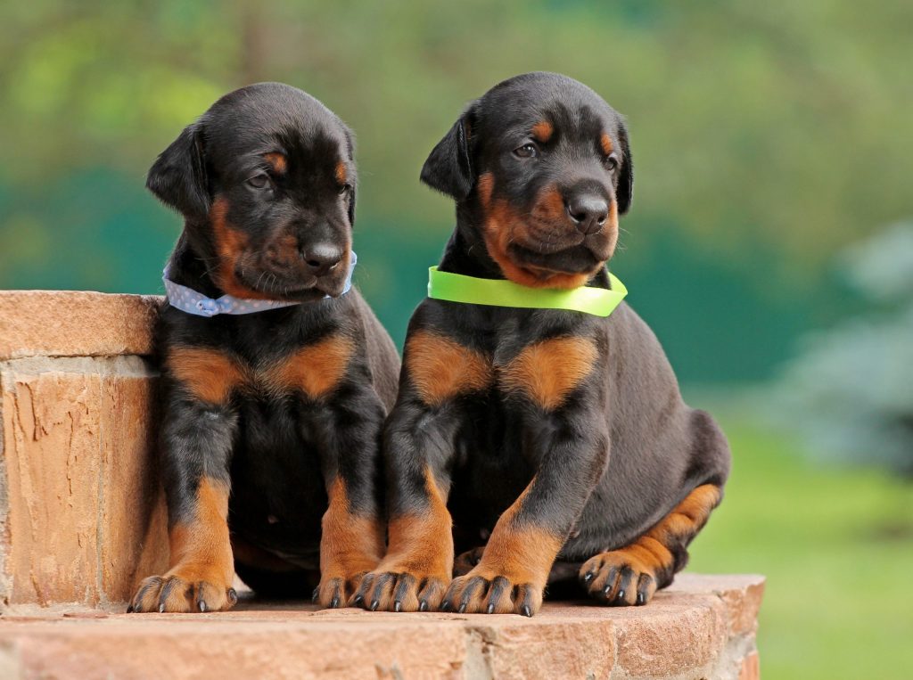 The Perfect Pup: Tips for Choosing Doberman Puppies for Sale in Virginia